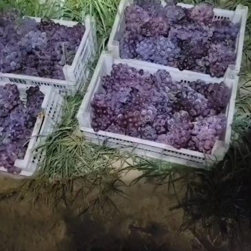 巨峰葡萄