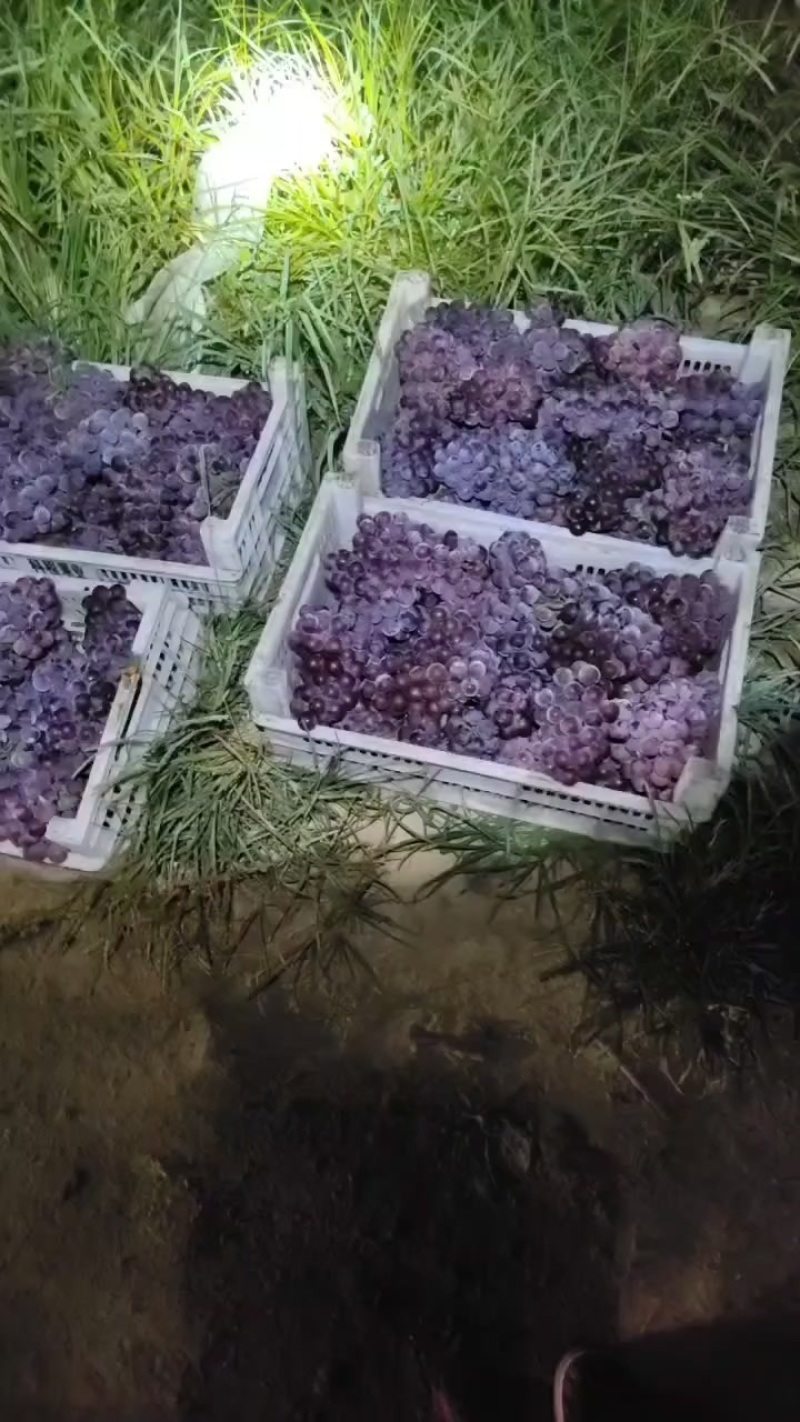 巨峰葡萄