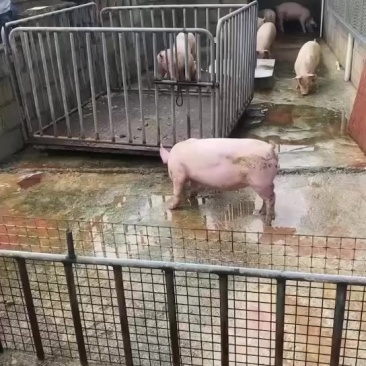 贵港本地一级外三保育苗