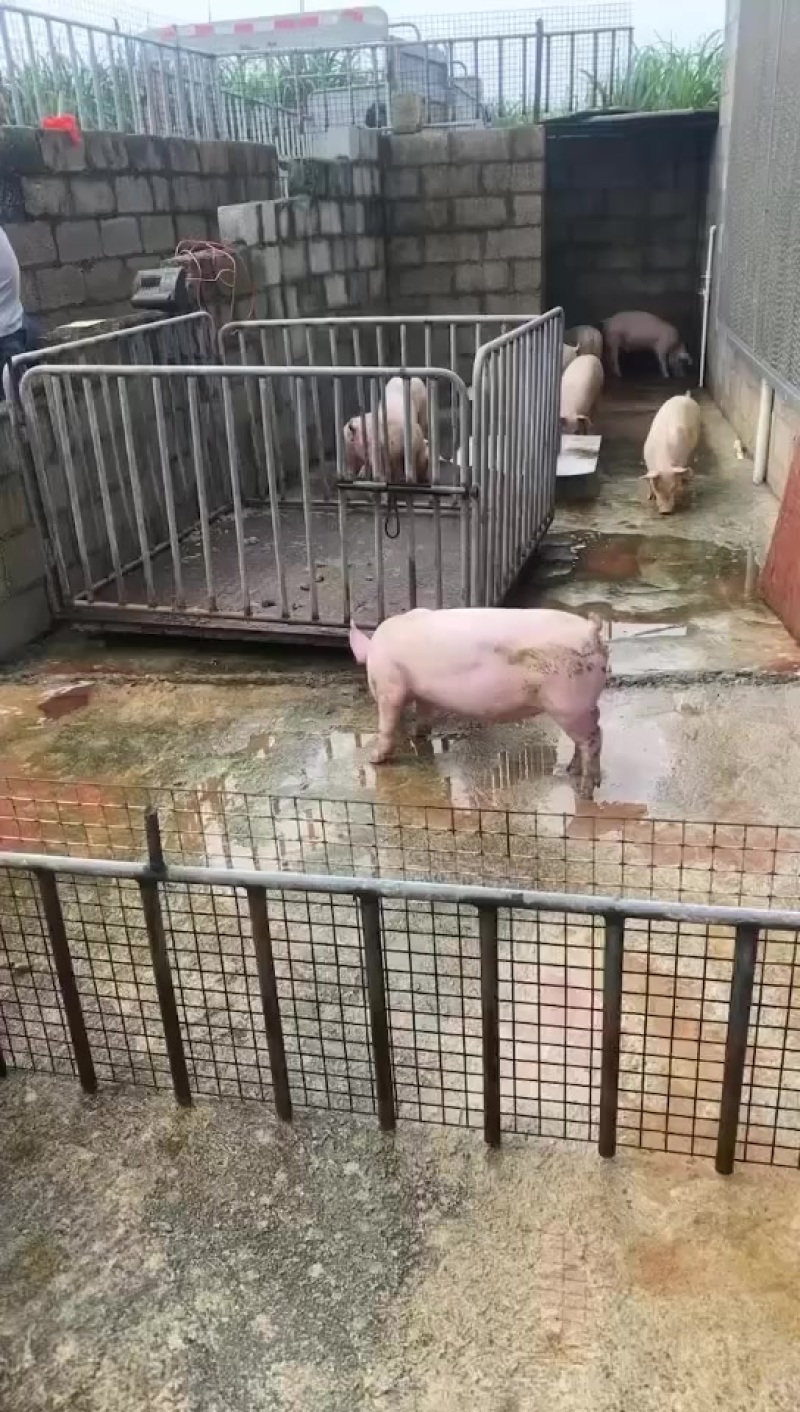 贵港本地一级外三保育苗