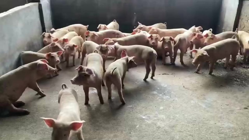 贵港本地一级外三保育苗