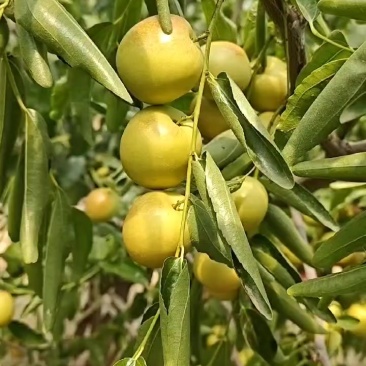 正宗大荔冬枣