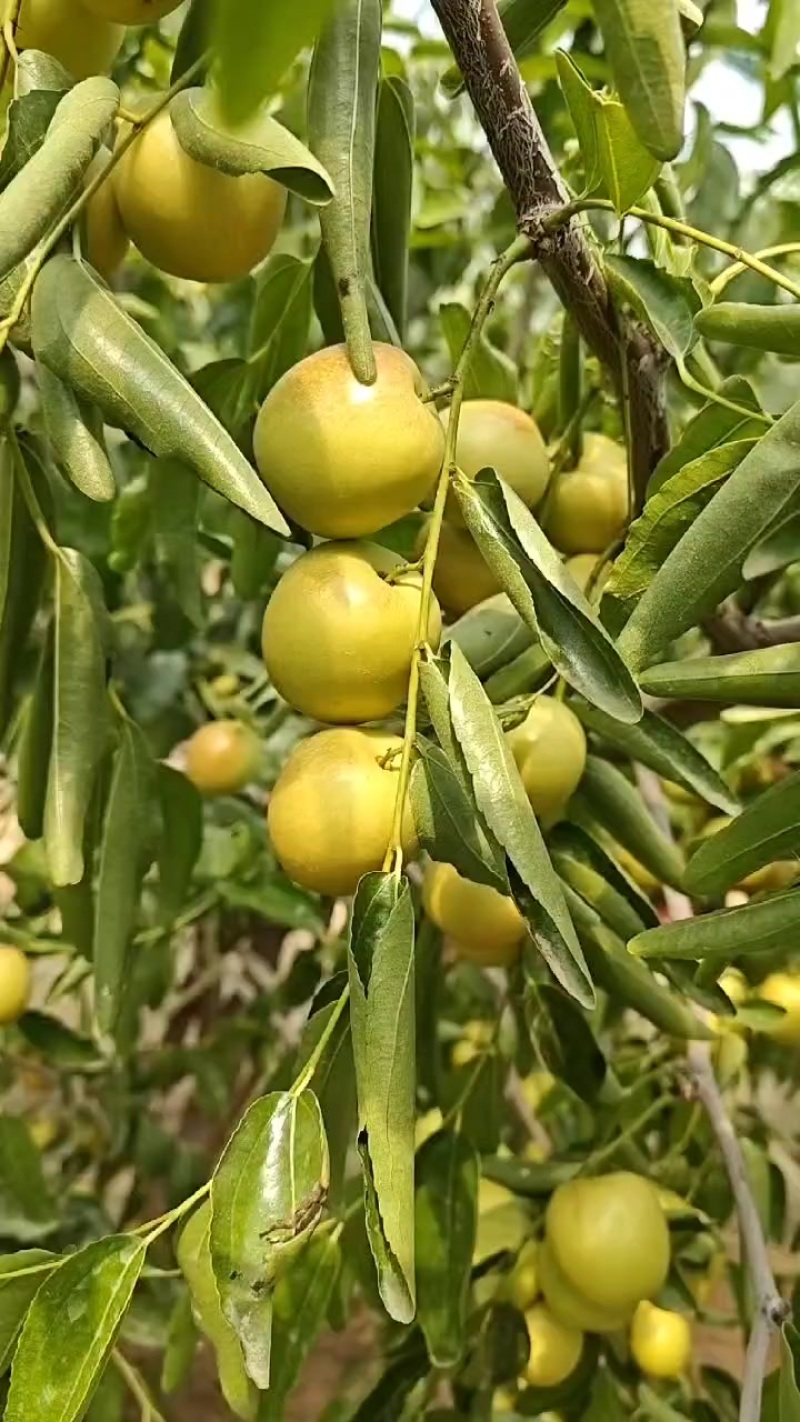 正宗大荔冬枣