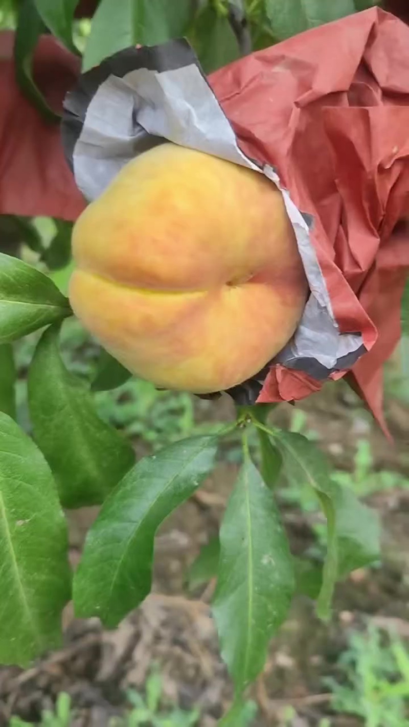 陕西扶风毛蟠21大量货源，80起步不封顶口感好，糖度15