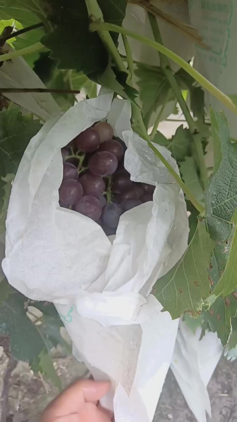 玫瑰香葡萄