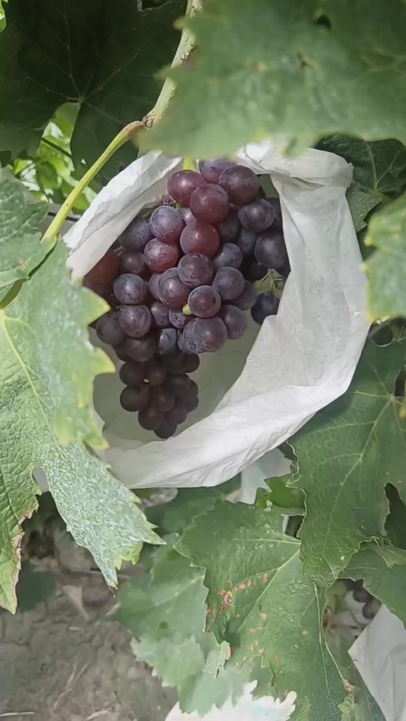 玫瑰香葡萄