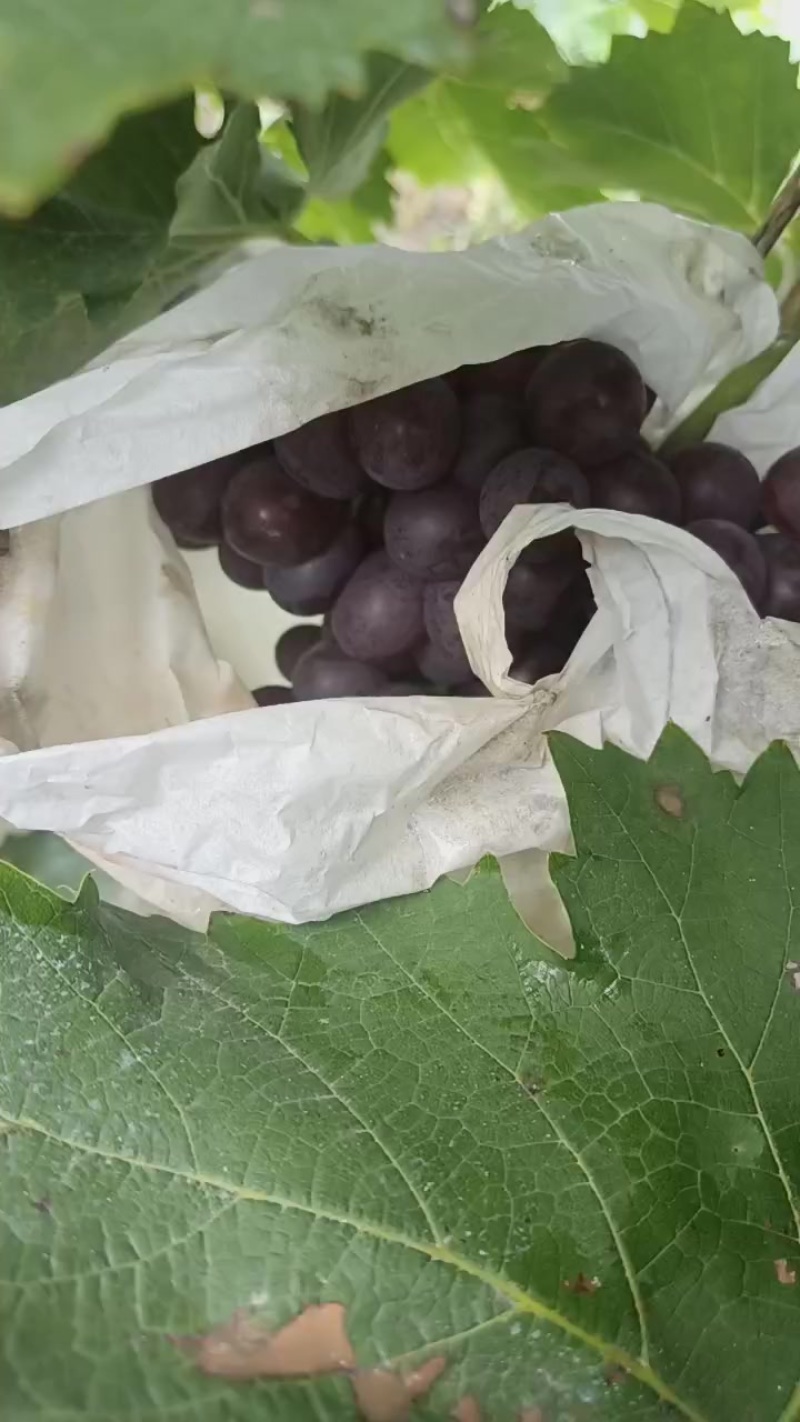 玫瑰香葡萄
