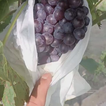 玫瑰香葡萄