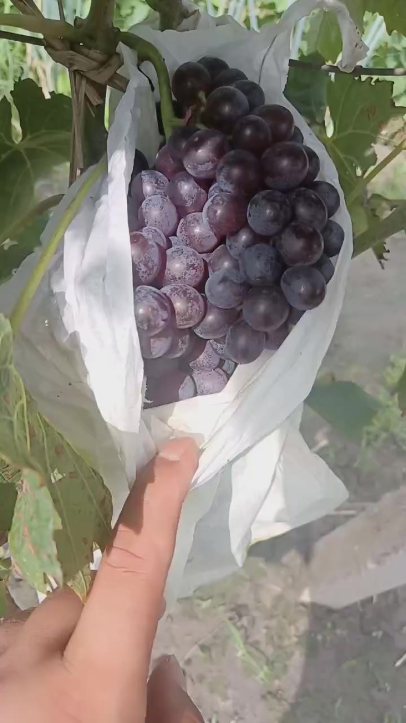 玫瑰香葡萄