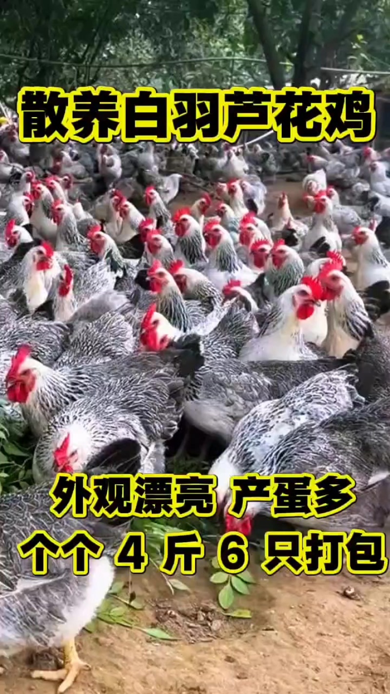 芦花鸡五黑鸡九斤红要的联系