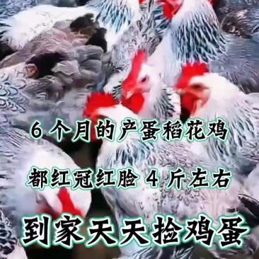 芦花鸡五黑鸡九斤红要的联系