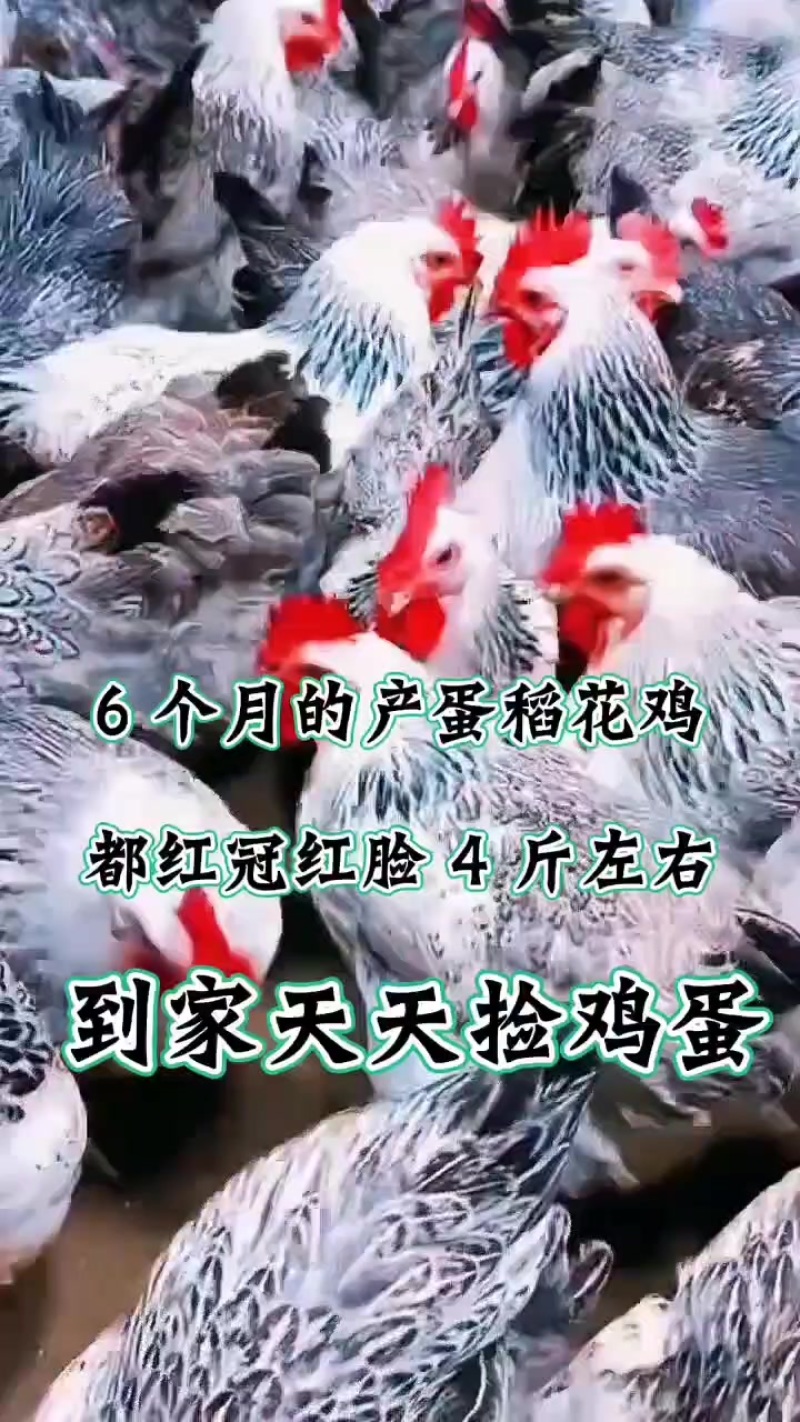 芦花鸡五黑鸡九斤红要的联系