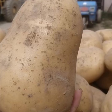土豆