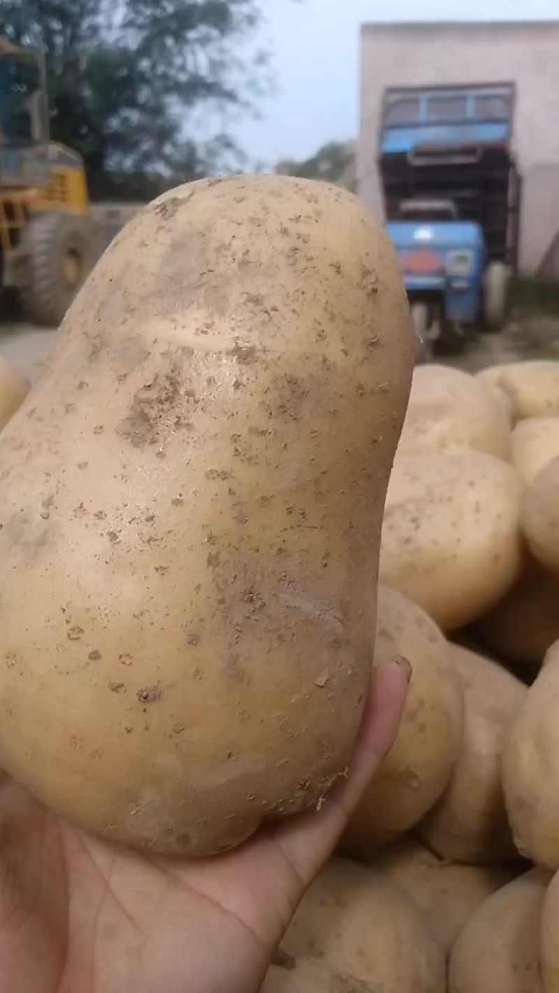 土豆