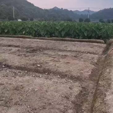 江西农家花果芋