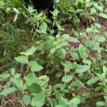 黑山羊小羊羔