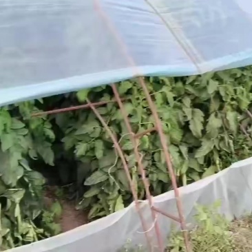 普罗旺斯西红柿