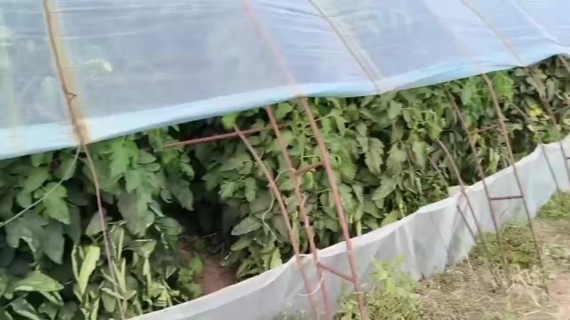 普罗旺斯西红柿