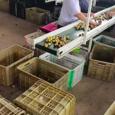 陕西大荔冬枣电商一件代发