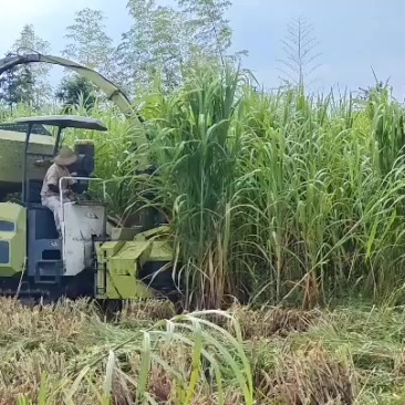 巨菌草青储三缸机压块方包