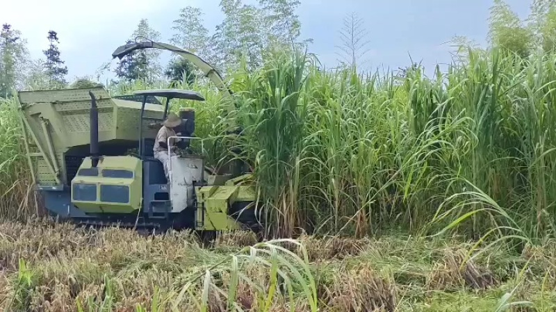 巨菌草青储三缸机压块方包