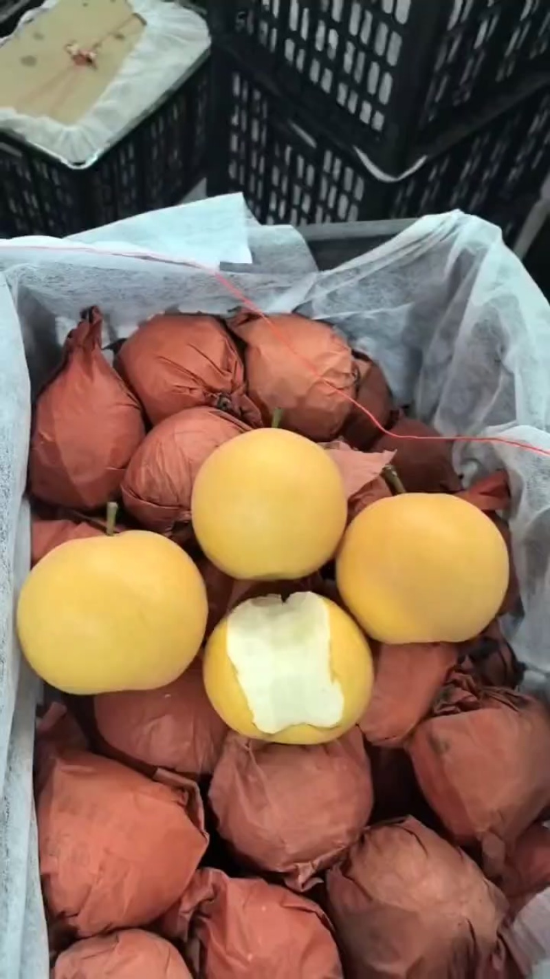 秋月梨