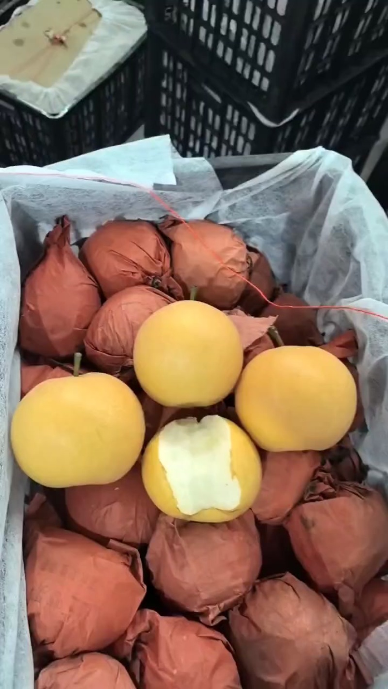 秋月梨