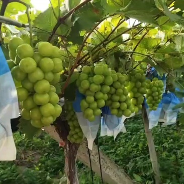 阳光玫瑰