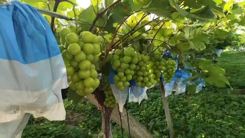 阳光玫瑰