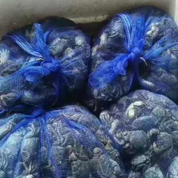 小螃蜞，发财蟹。螃蟹乐园**。大螃蜞。大发财蟹。食品加工