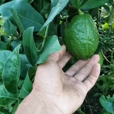 广东无籽香水柠檬