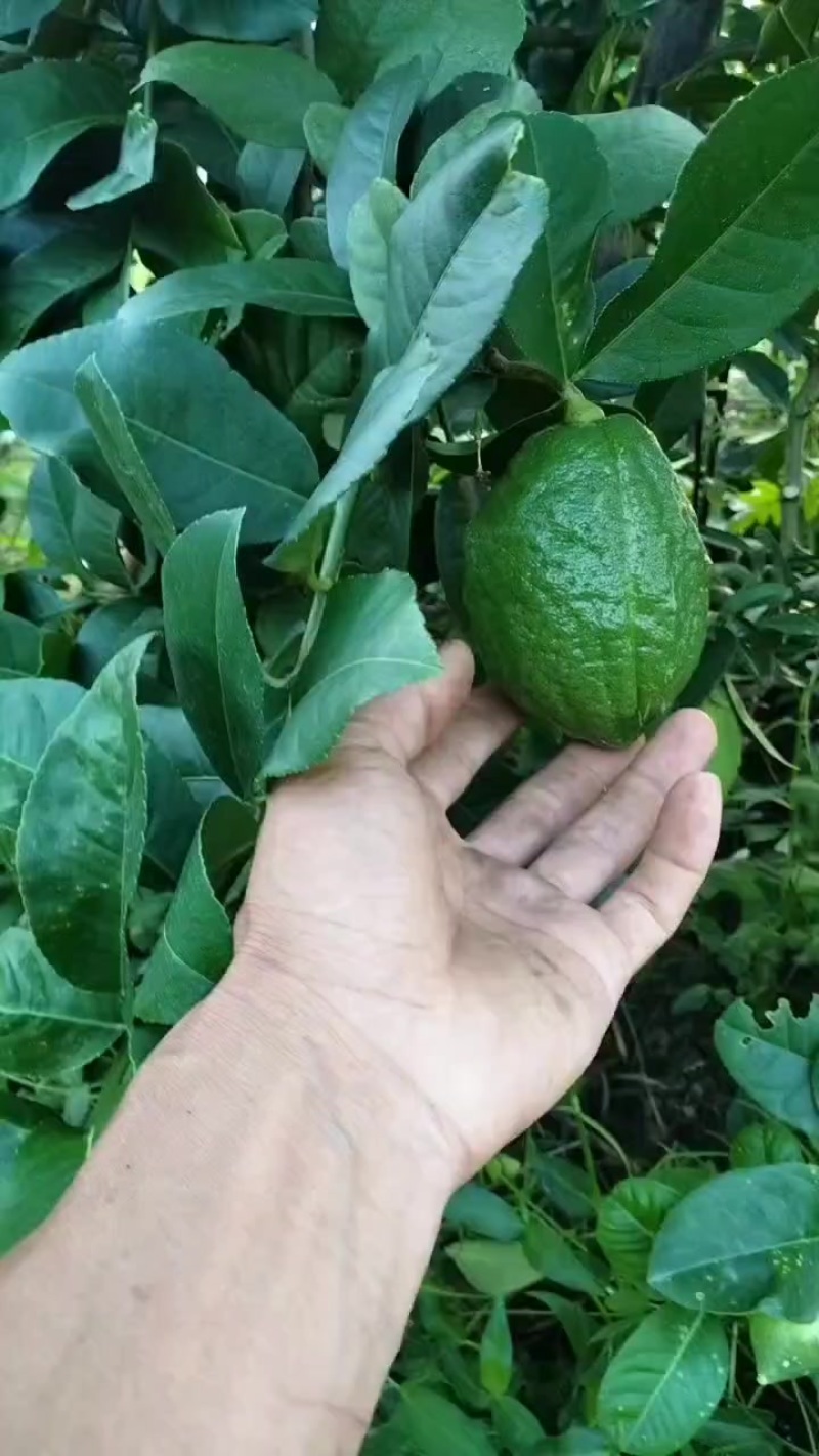 广东无籽香水柠檬