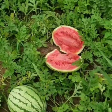 沙地西瓜***********