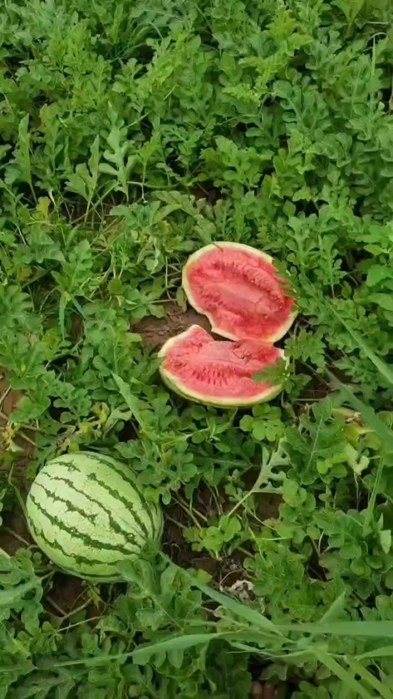 沙地西瓜***********