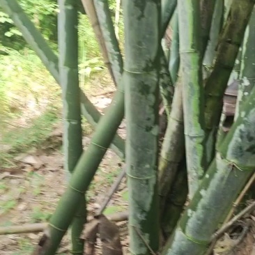大竹子