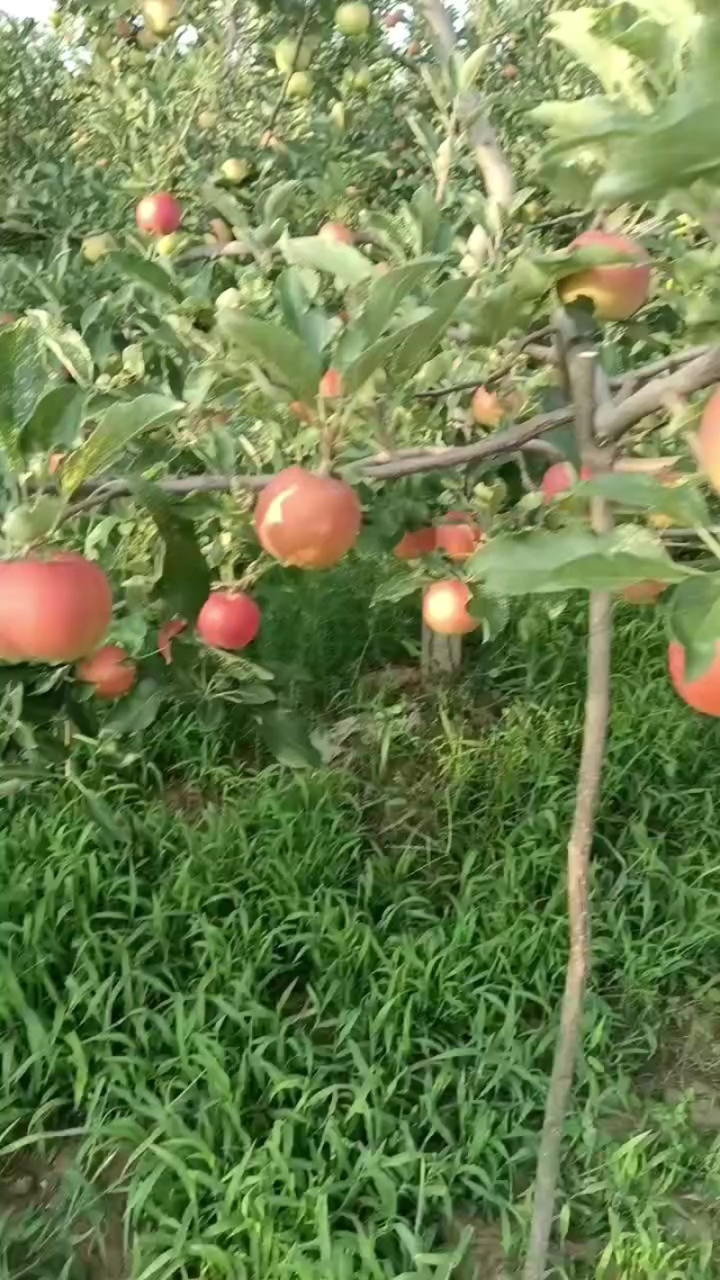 红噶啦苹果100000斤，原产地苹果，一手货源
