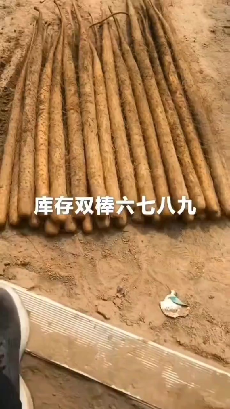 产地双棒山药价格不高条形好有麻山药