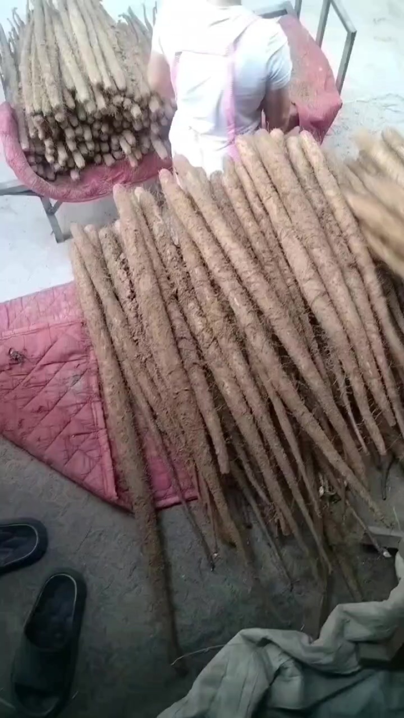 产地双棒山药价格不高条形好有麻山药