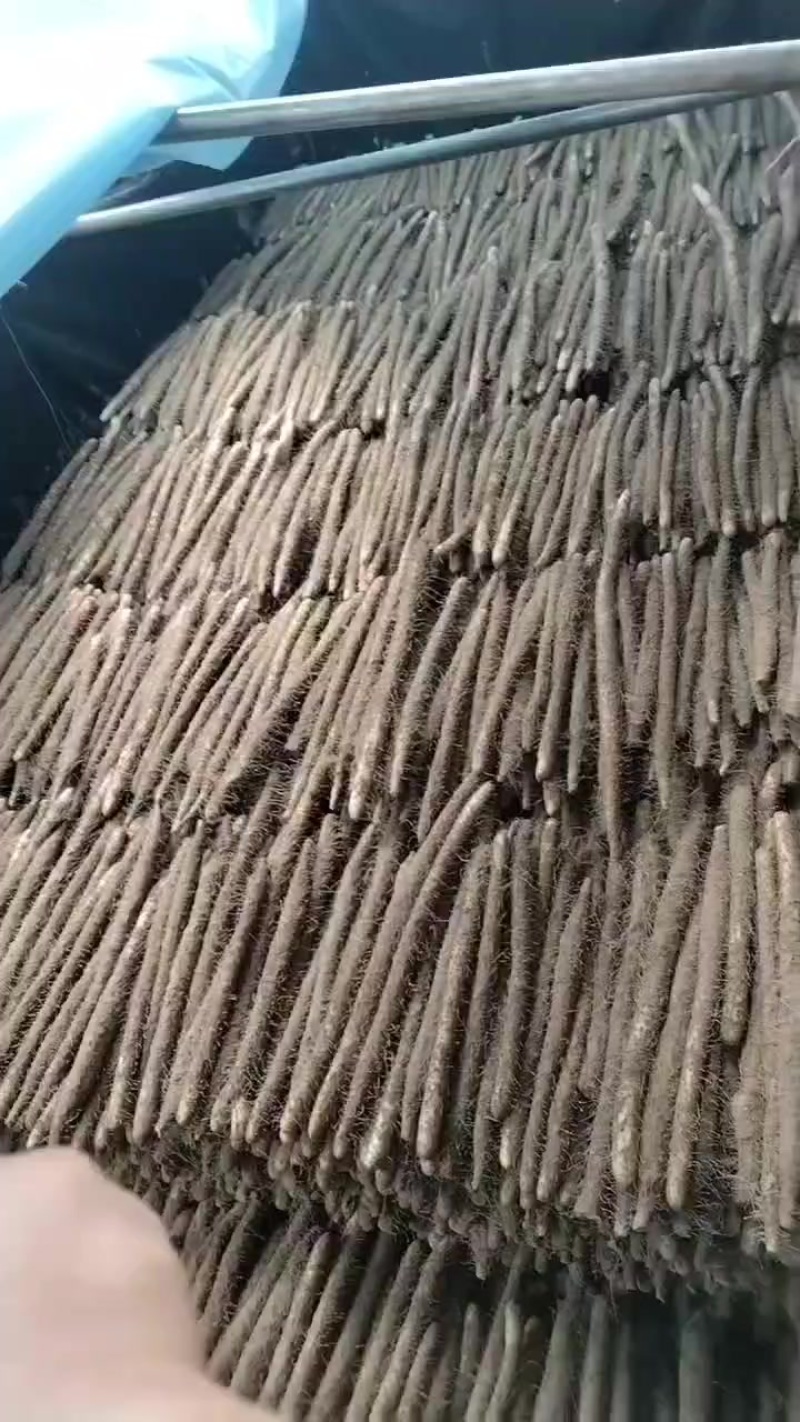 麻山药大货