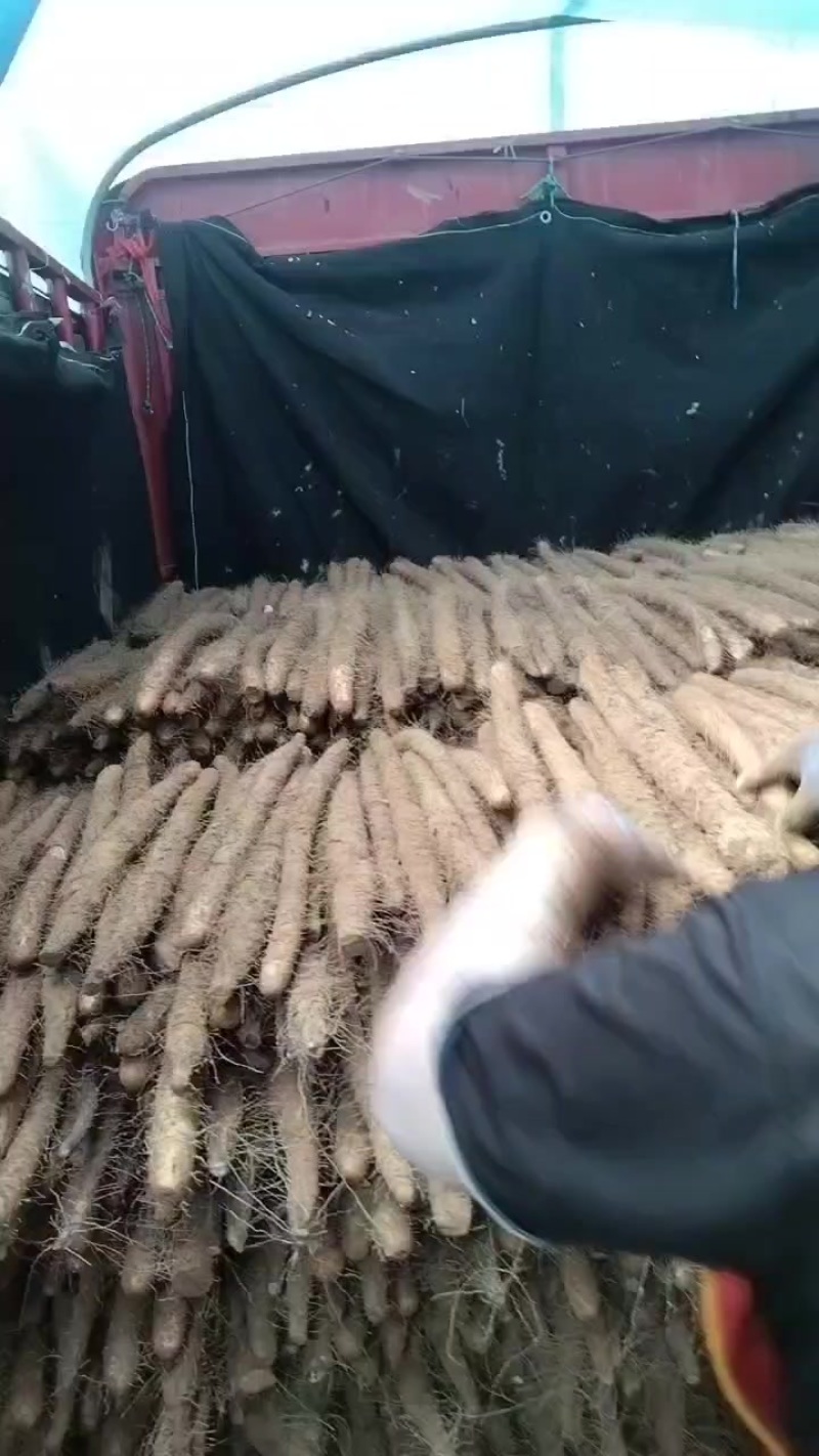 麻山药大货