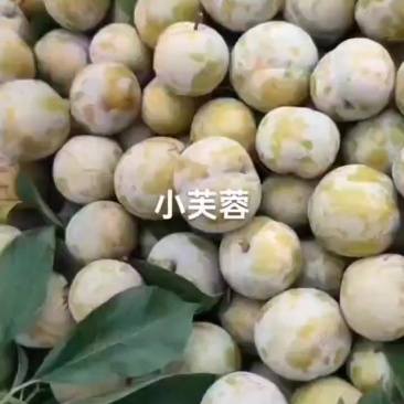 今年小芙蓉李好吃又便宜，需要的老板联系我