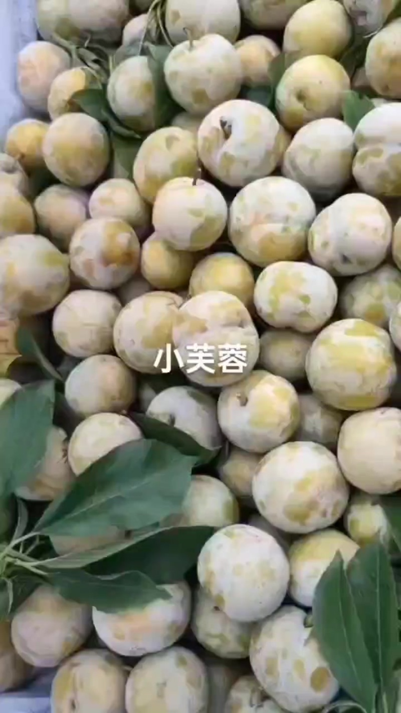 今年小芙蓉李好吃又便宜，需要的老板联系我