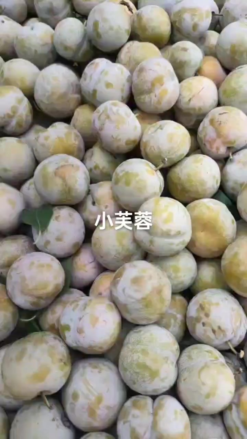 今年小芙蓉李好吃又便宜，需要的老板联系我