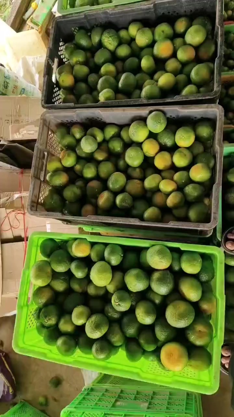 云南高山蜜橘。