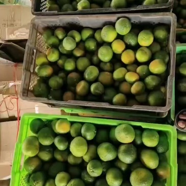 云南高山蜜橘。