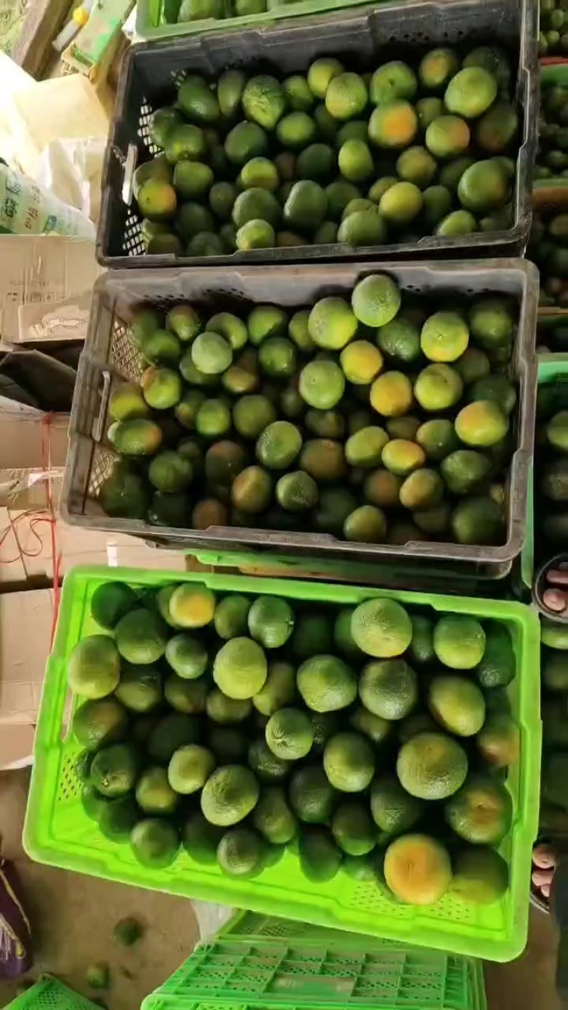 云南高山蜜橘。