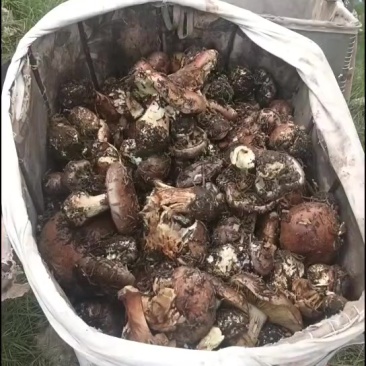 ***贺兰山野生紫蘑菇