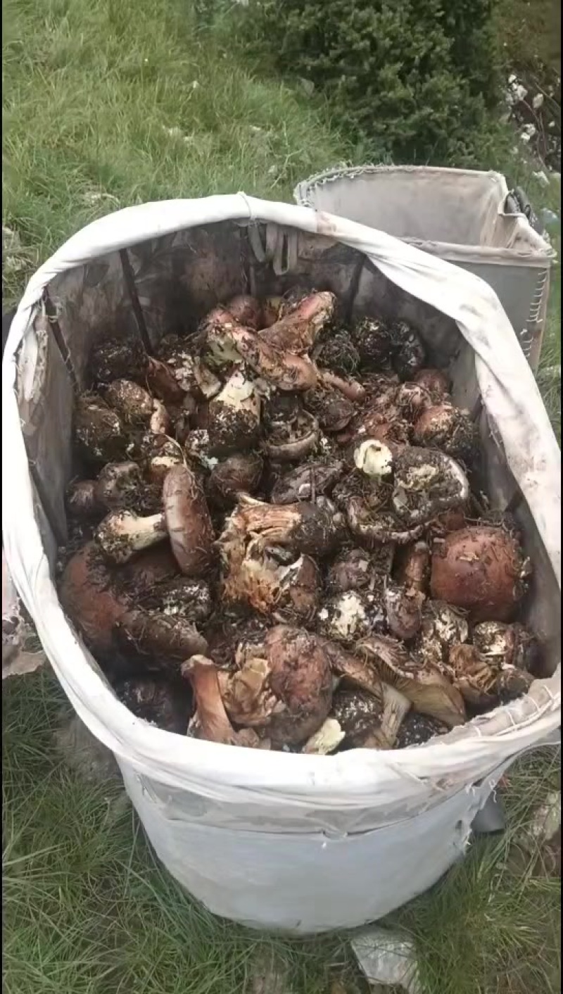 ***贺兰山野生紫蘑菇