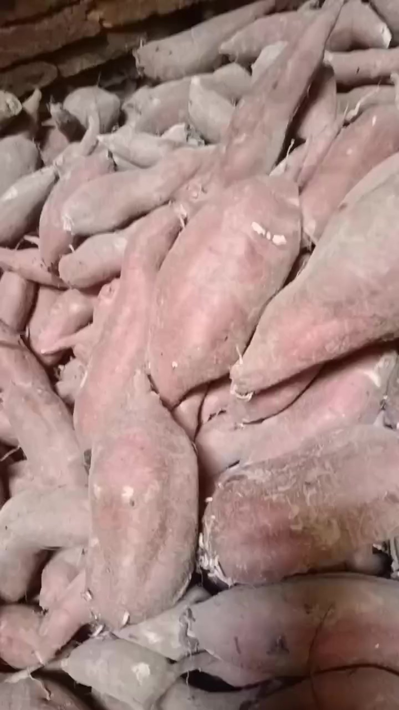龙薯九