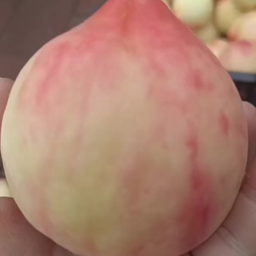 大桃